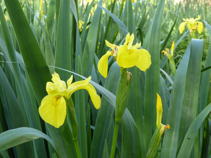 Iris pseudacorus Marginal Pond Plant