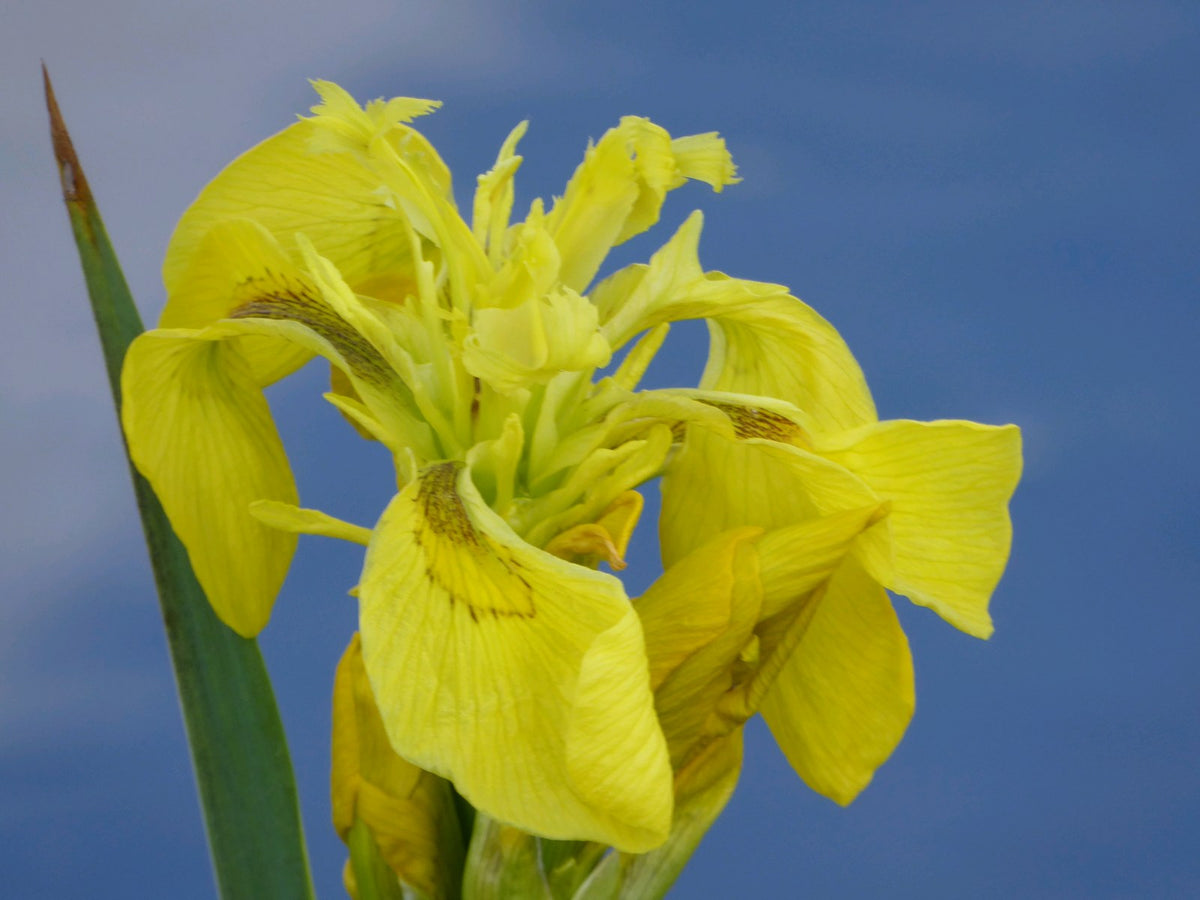 Iris pseudacorus Marginal Pond Plant