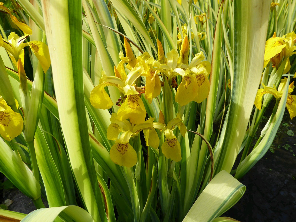 Iris pseudacorus 'Variegata' - Variegated Yellow Flag Iris Pond Plant (3 Litre)