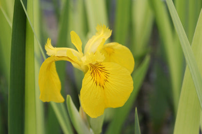 Iris pseudacorus 'Variegata' - Variegated Yellow Flag Iris Pond Plant (3 Litre)