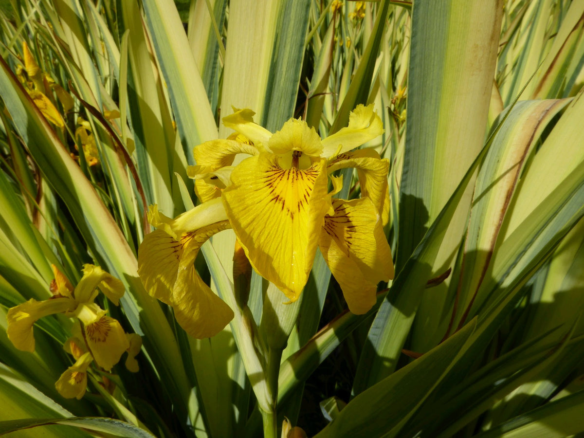 Iris pseudacorus 'Variegata' - Variegated Yellow Flag Iris Pond Plant (3 Litre)