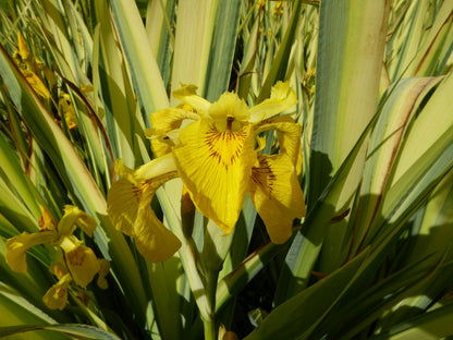 Iris pseudacorus 'Variegata' - Variegated Yellow Flag Iris Pond Plant (3 Litre)