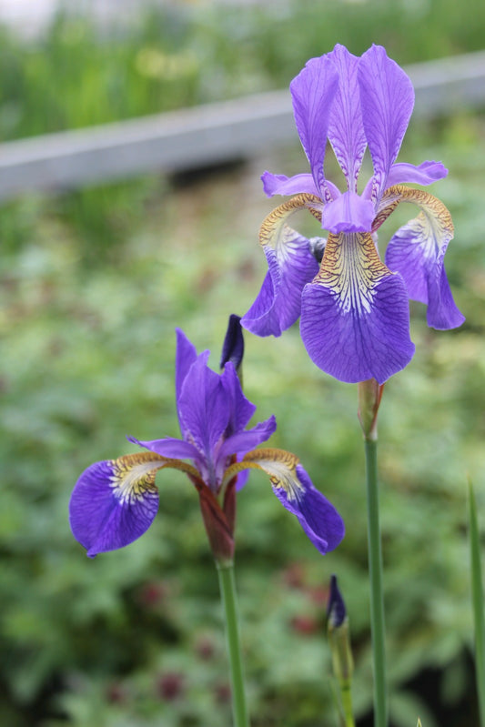 Iris sibirica Blue Flowering Pond Marginal Plant