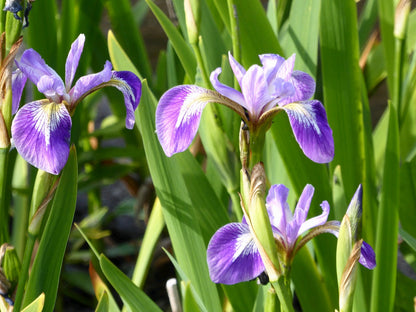 Iris versicolor Marginal Pond Plant
