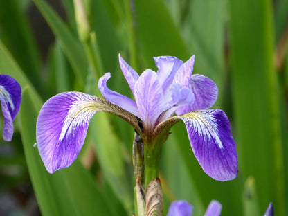 Iris versicolor Marginal Pond Plant