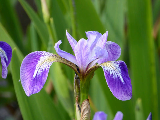Iris versicolor Marginal Pond Plant