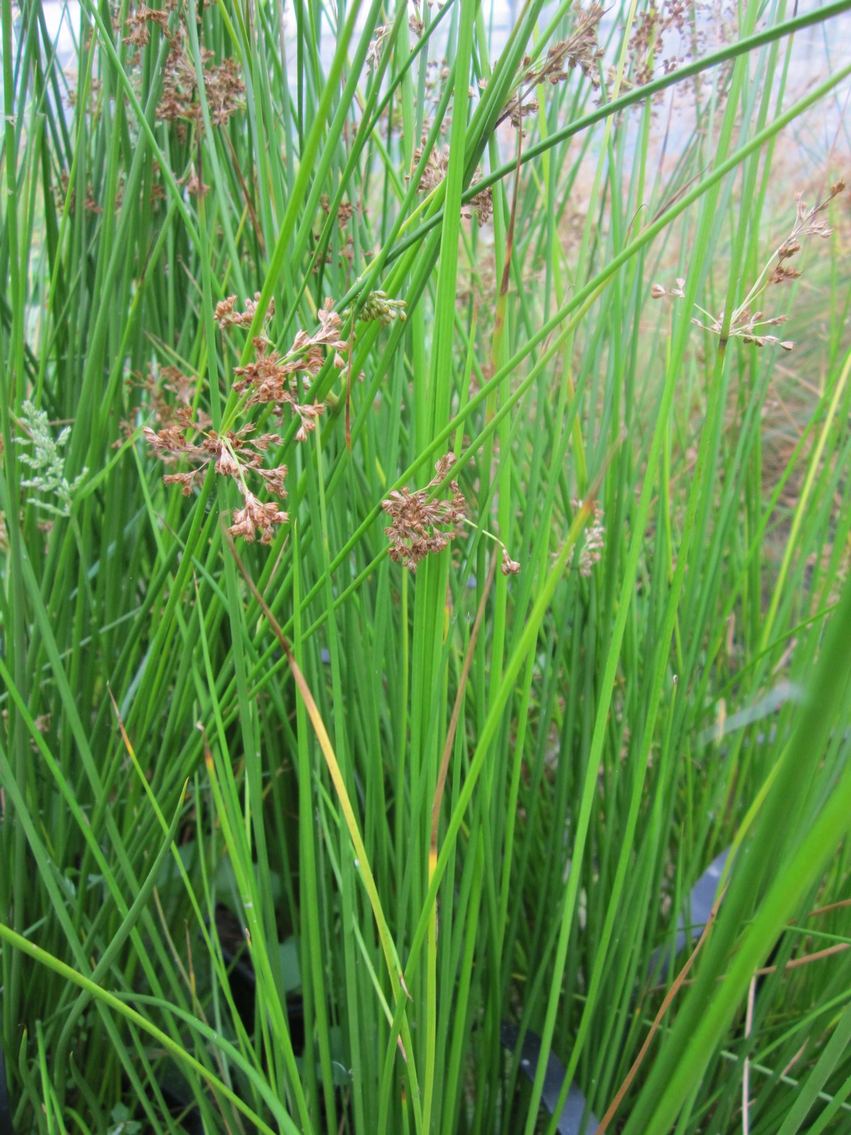 Juncus effusus Marginal Pond Plant