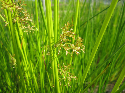 Juncus effusus Marginal Pond Plant