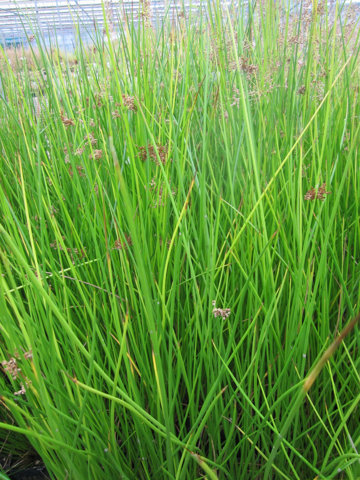 Juncus effusus Marginal Pond Plant