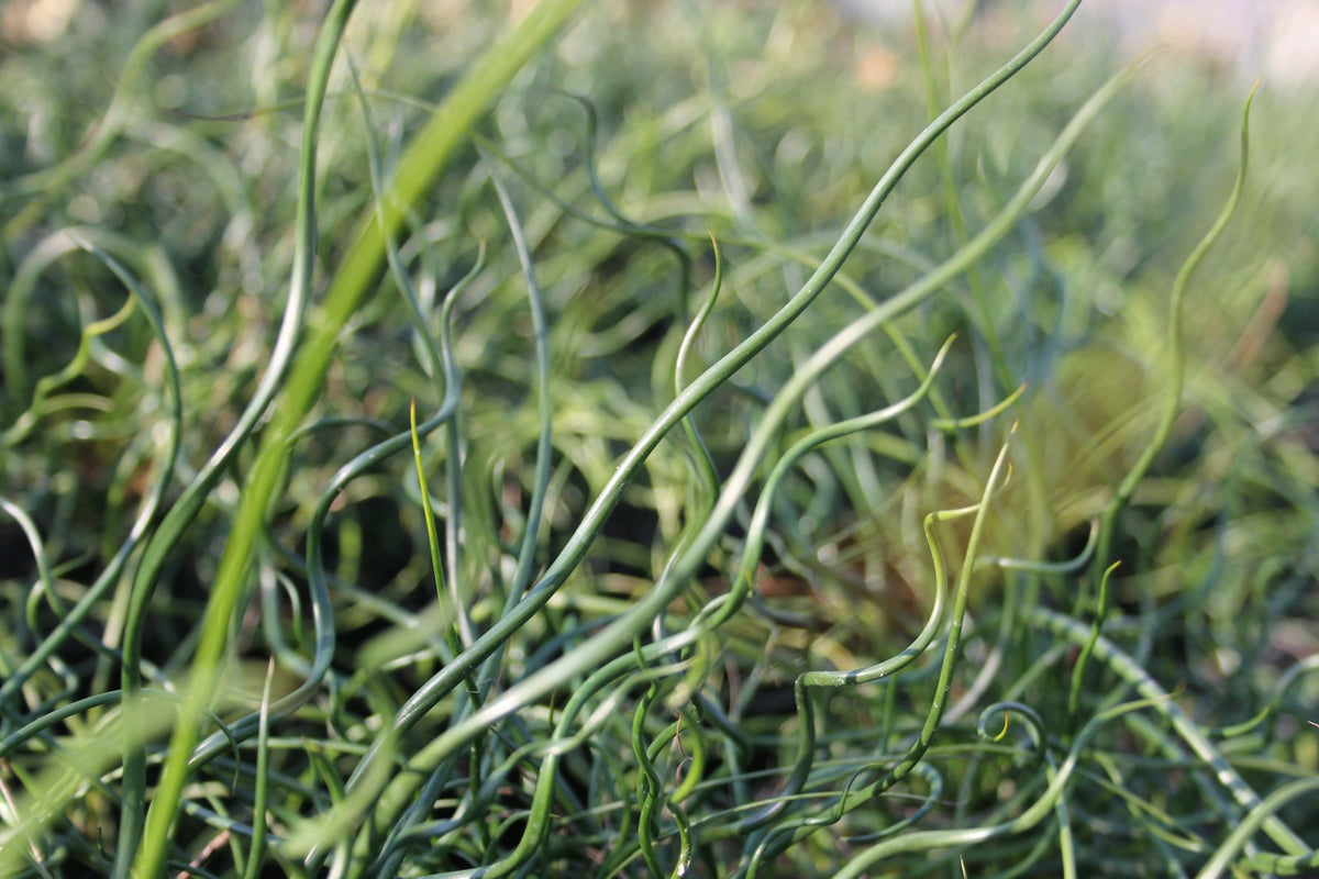 Juncus effusus spiralis - Corkscrew Rush Marginal Pond Plant
