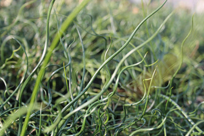 Juncus effusus spiralis - Corkscrew Rush Marginal Pond Plant