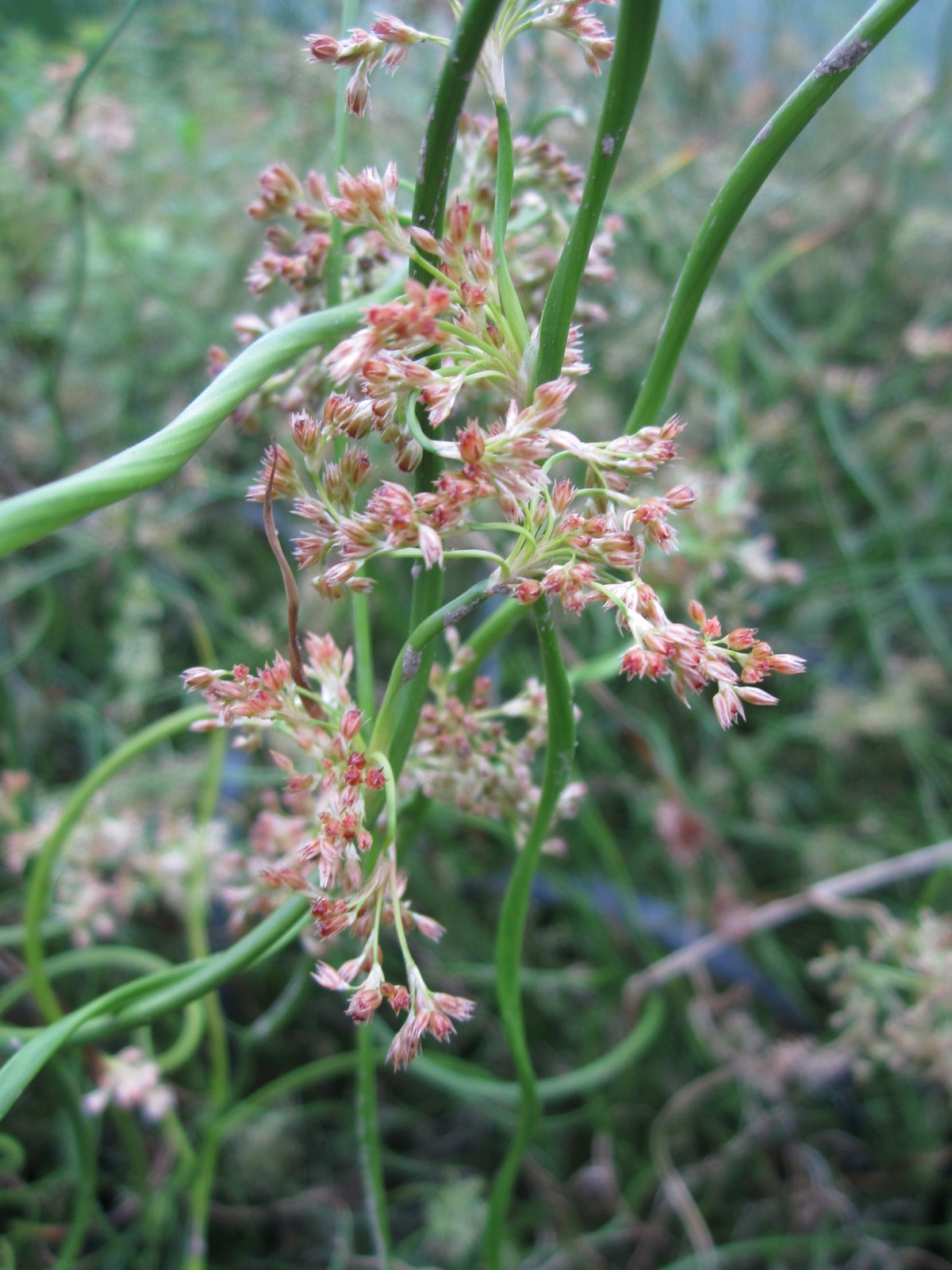 Juncus effusus spiralis - Corkscrew Rush Marginal Pond Plant