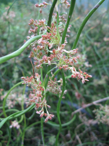 Juncus effusus spiralis - Corkscrew Rush Marginal Pond Plant