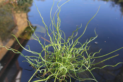 Juncus effusus spiralis - Corkscrew Rush Marginal Pond Plant
