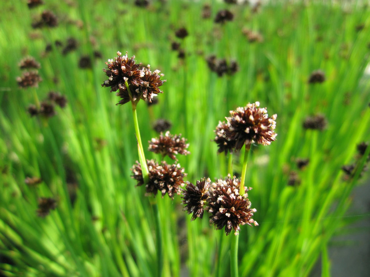 Juncus ensifolius Marginal Pond Plant