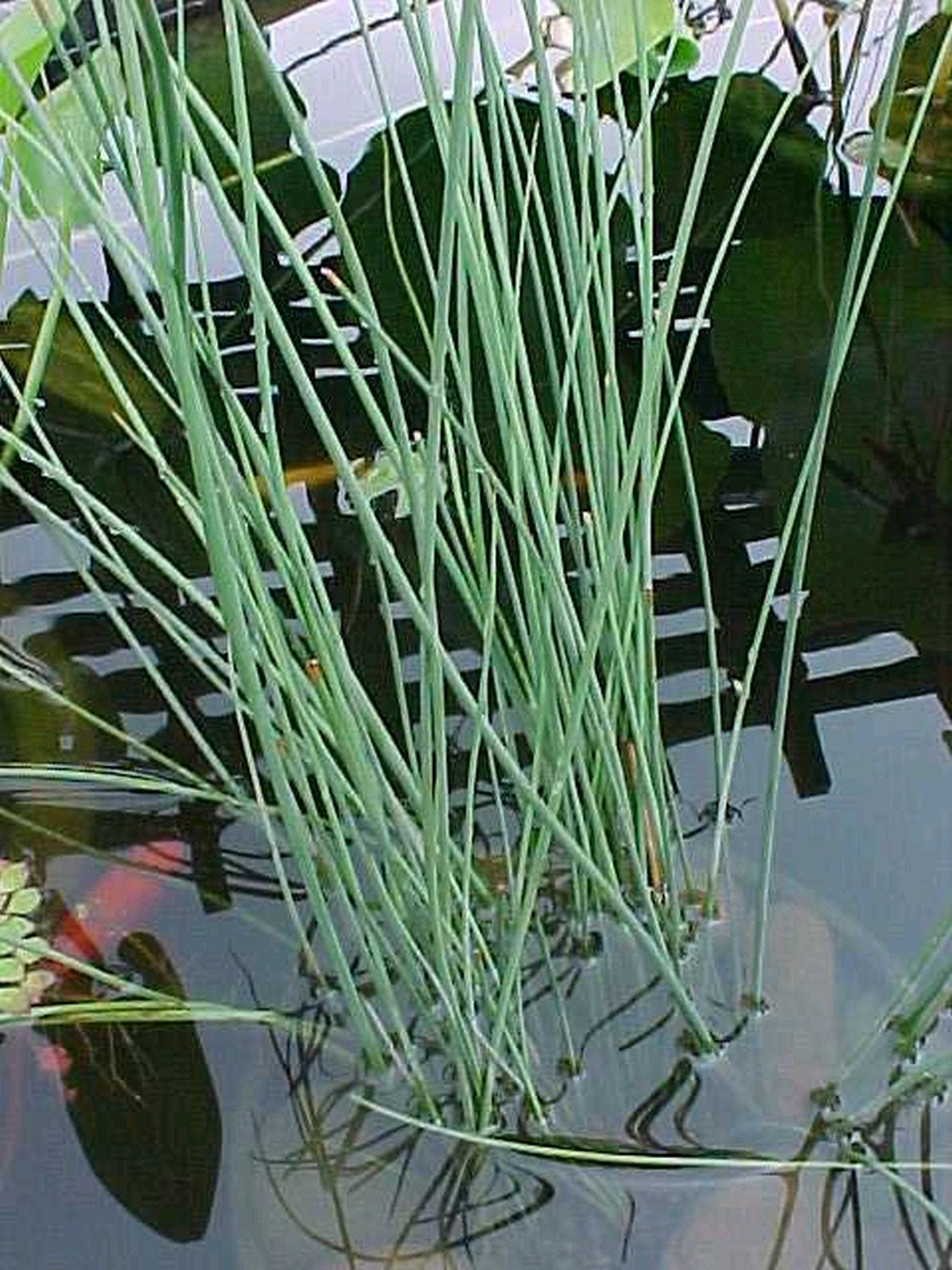 Juncus inflexus - Native Marginal Pond Rush