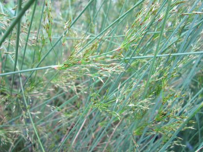 Juncus inflexus - Native Marginal Pond Rush