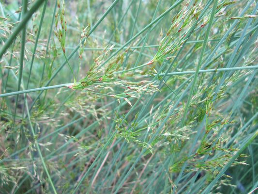 Juncus inflexus - Native Marginal Pond Rush