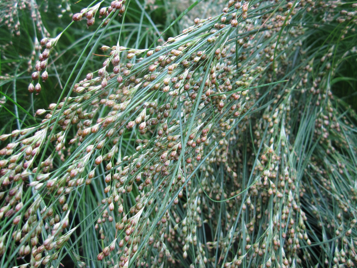 Juncus maritimus Pond Marginal Plant, Pack of 3 (9cm Pots)