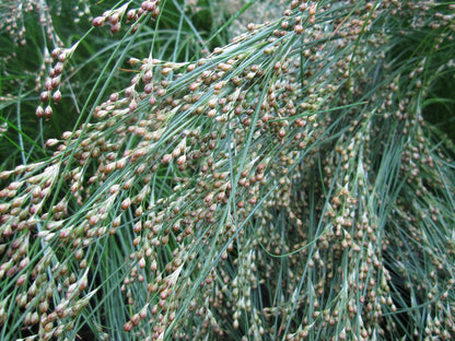 Juncus maritimus Pond Marginal Plant, Pack of 3 (9cm Pots)