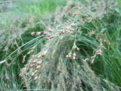 Juncus maritimus Pond Marginal Plant, Pack of 3 (9cm Pots)