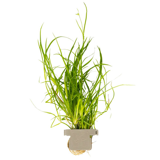 Juncus repens Aquarium Plant — Potted
