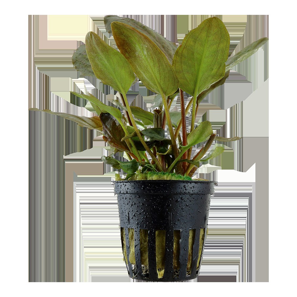 Lagenandra meeboldii 'Red' Potted Aquarium Plant — Potted