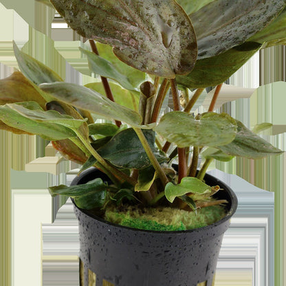 Lagenandra meeboldii 'Red' Potted Aquarium Plant — Potted