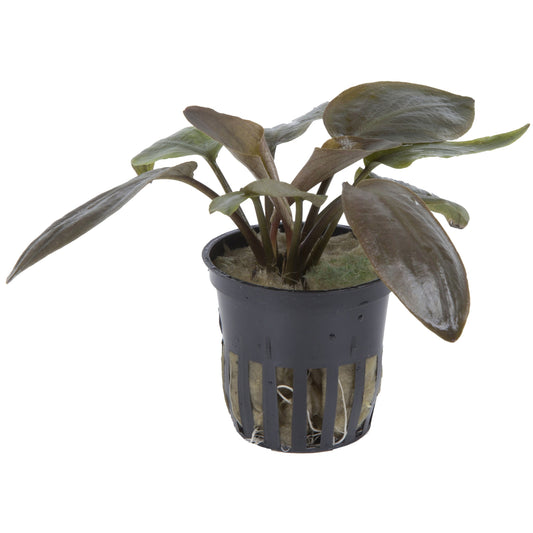 Lagenandra meeboldii 'Red' Potted Aquarium Plant — Potted