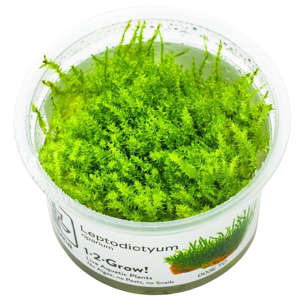 Leptodictyum riparium (Stringy Moss) — 1-2-Grow!