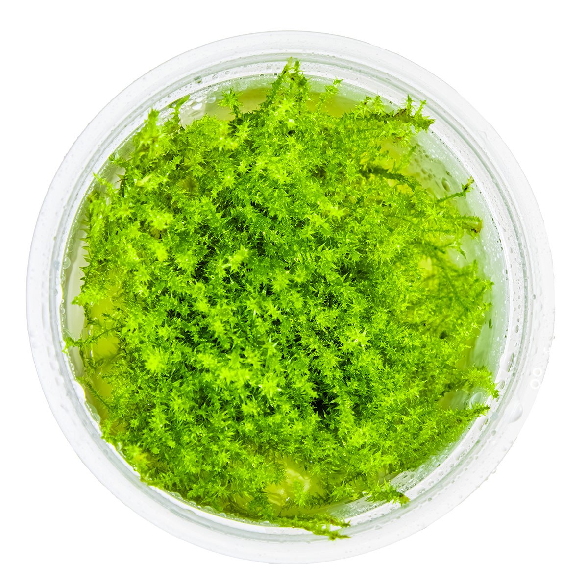 Leptodictyum riparium (Stringy Moss) — 1-2-Grow!