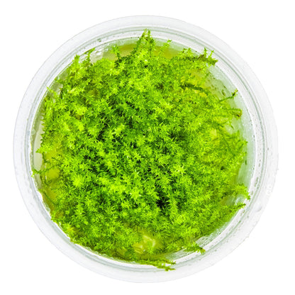 Leptodictyum riparium (Stringy Moss) — 1-2-Grow!