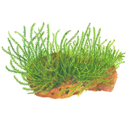 Leptodictyum riparium (Stringy Moss) — 1-2-Grow!