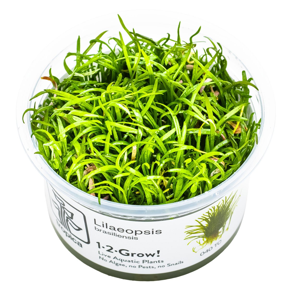 Lilaeopsis brasiliensis — 1-2-Grow!