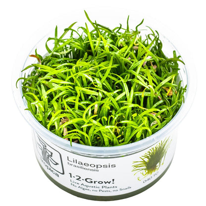 Lilaeopsis brasiliensis — 1-2-Grow!