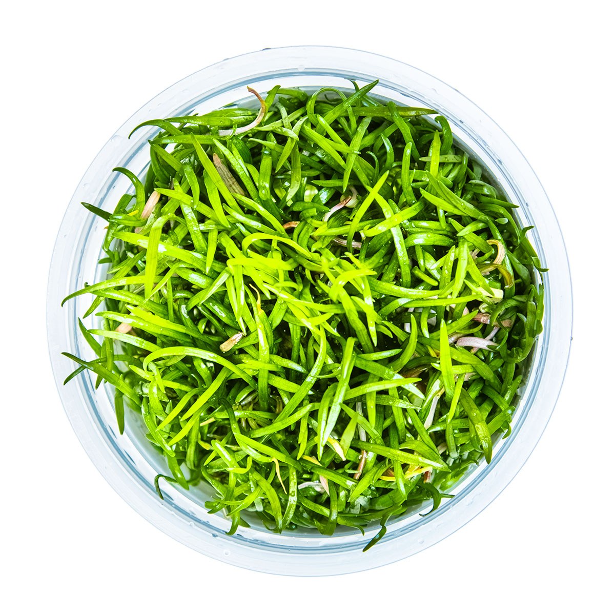Lilaeopsis brasiliensis — 1-2-Grow!