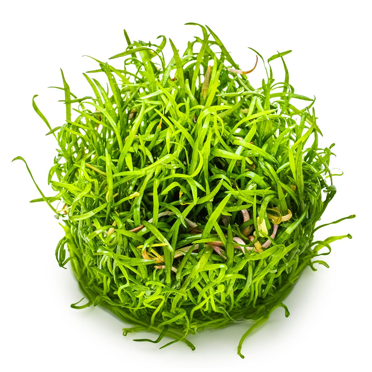 Lilaeopsis brasiliensis — 1-2-Grow!