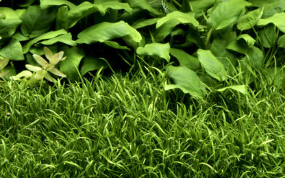 Lilaeopsis brasiliensis — 1-2-Grow!