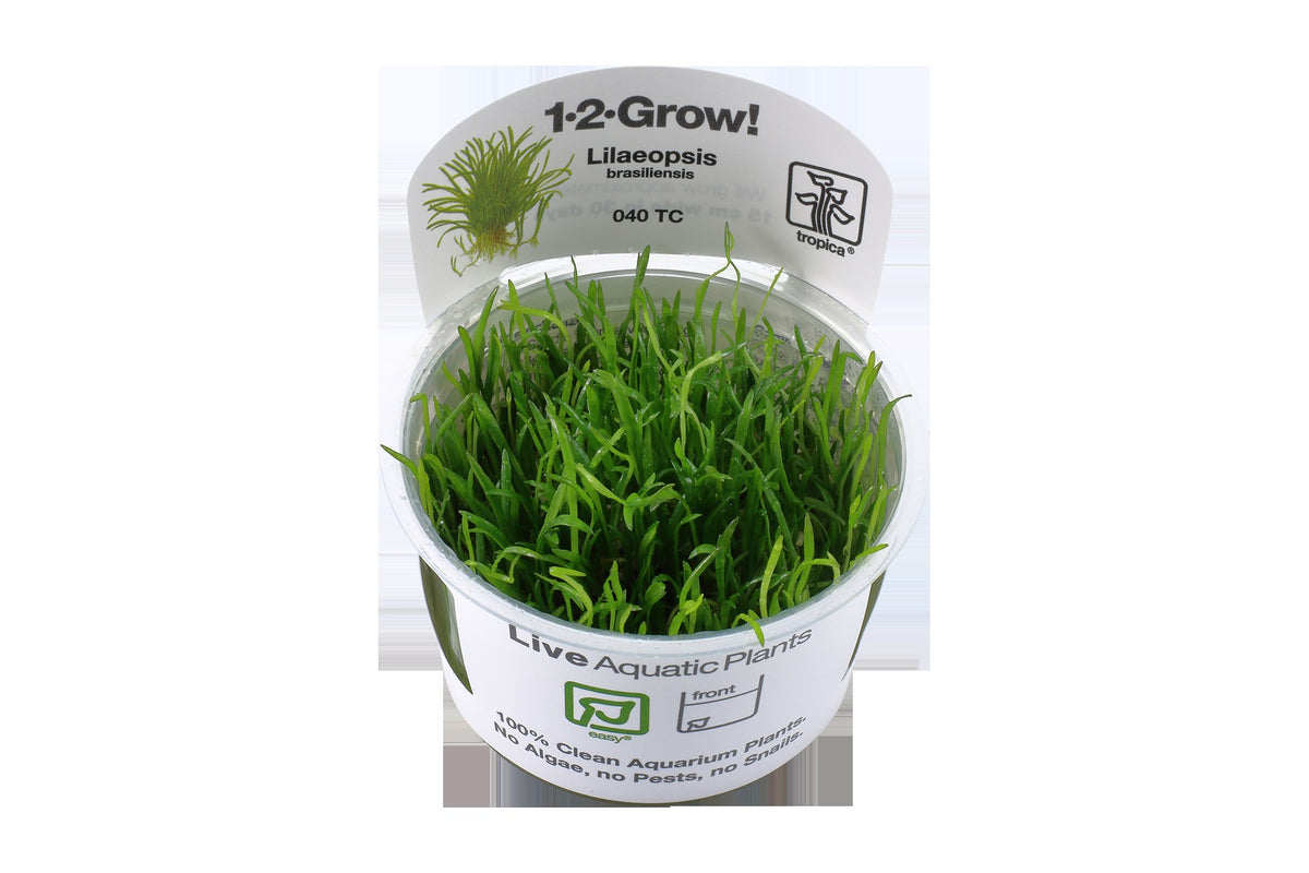 Lilaeopsis brasiliensis — 1-2-Grow!