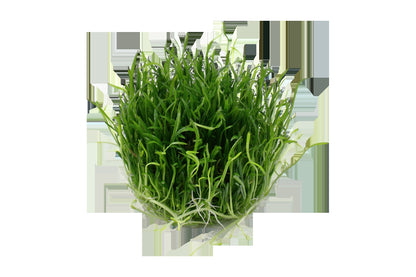Lilaeopsis brasiliensis — 1-2-Grow!