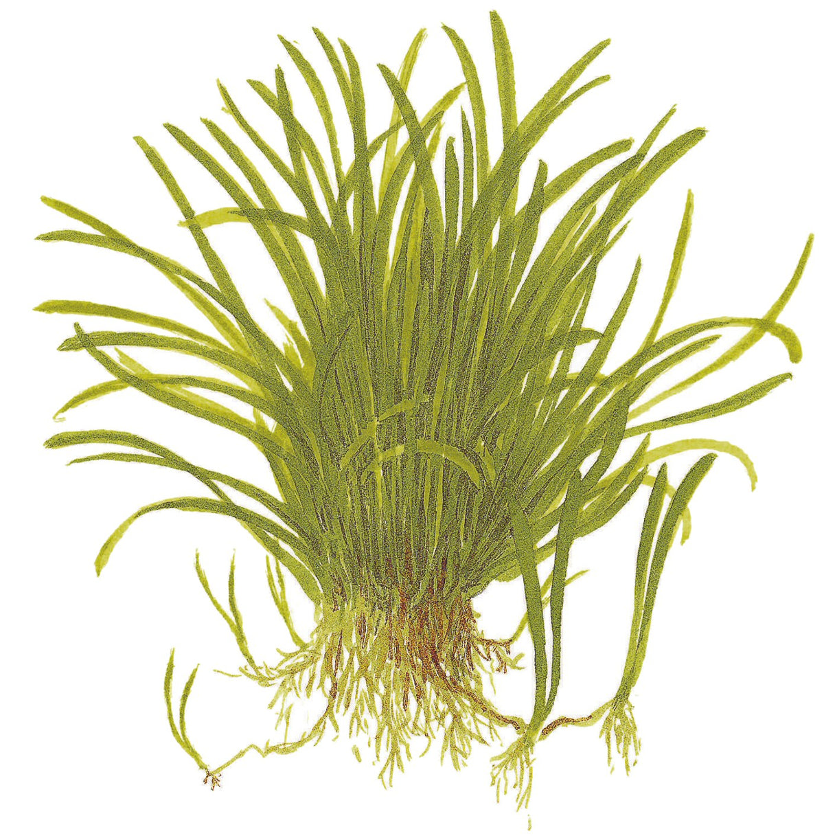 Lilaeopsis brasiliensis — 1-2-Grow!