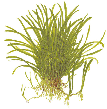 Lilaeopsis brasiliensis — 1-2-Grow!