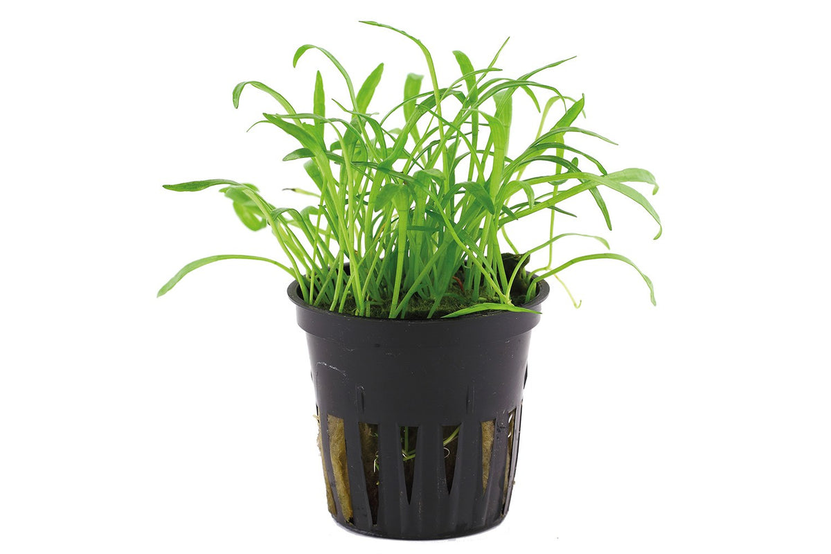 Lilaeopsis brasiliensis — Potted