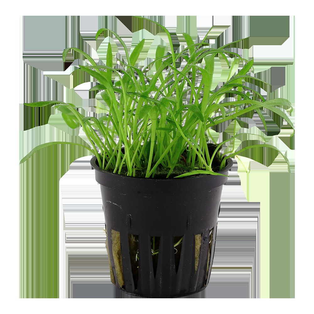 Lilaeopsis brasiliensis — Potted