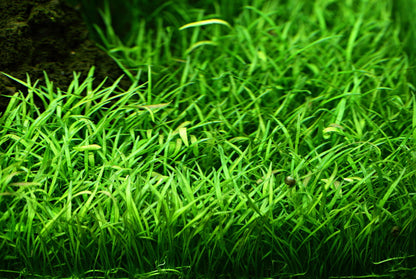Lilaeopsis brasiliensis — Potted