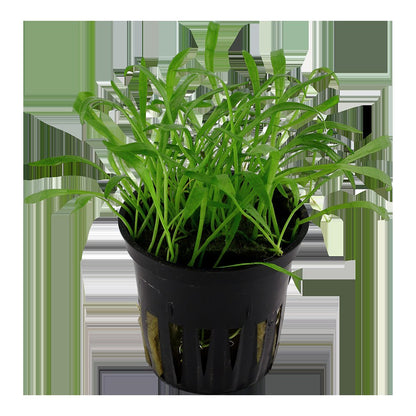 Lilaeopsis brasiliensis — Potted
