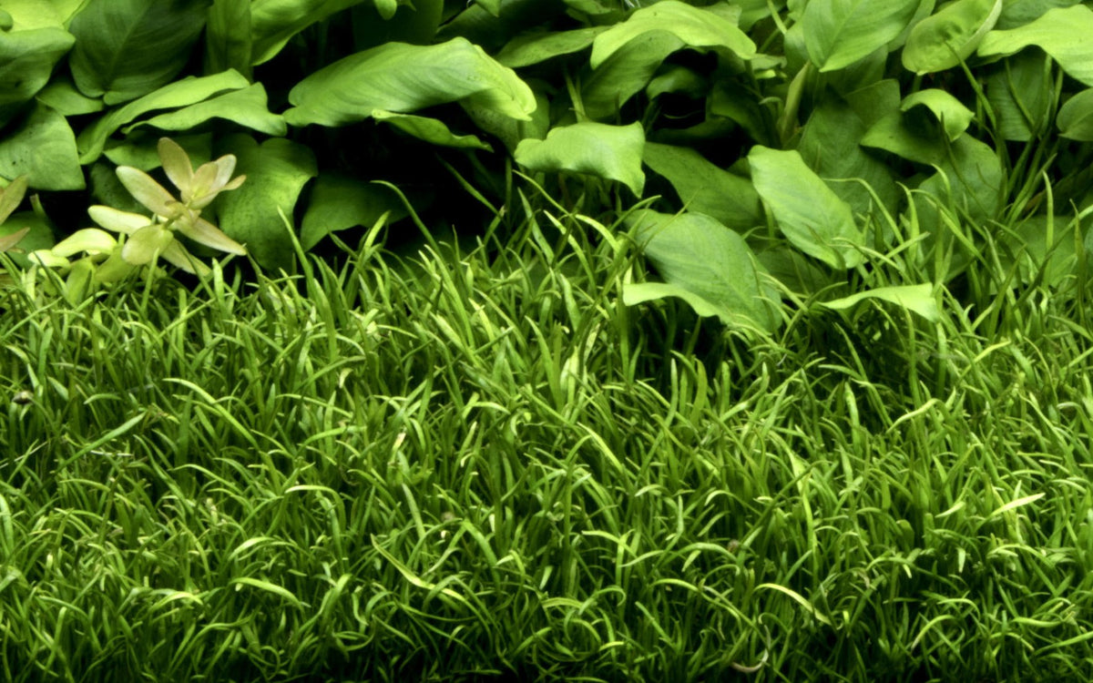 Lilaeopsis brasiliensis — Potted