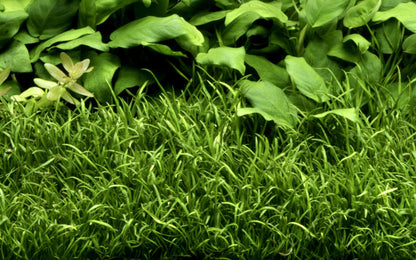 Lilaeopsis brasiliensis — Potted