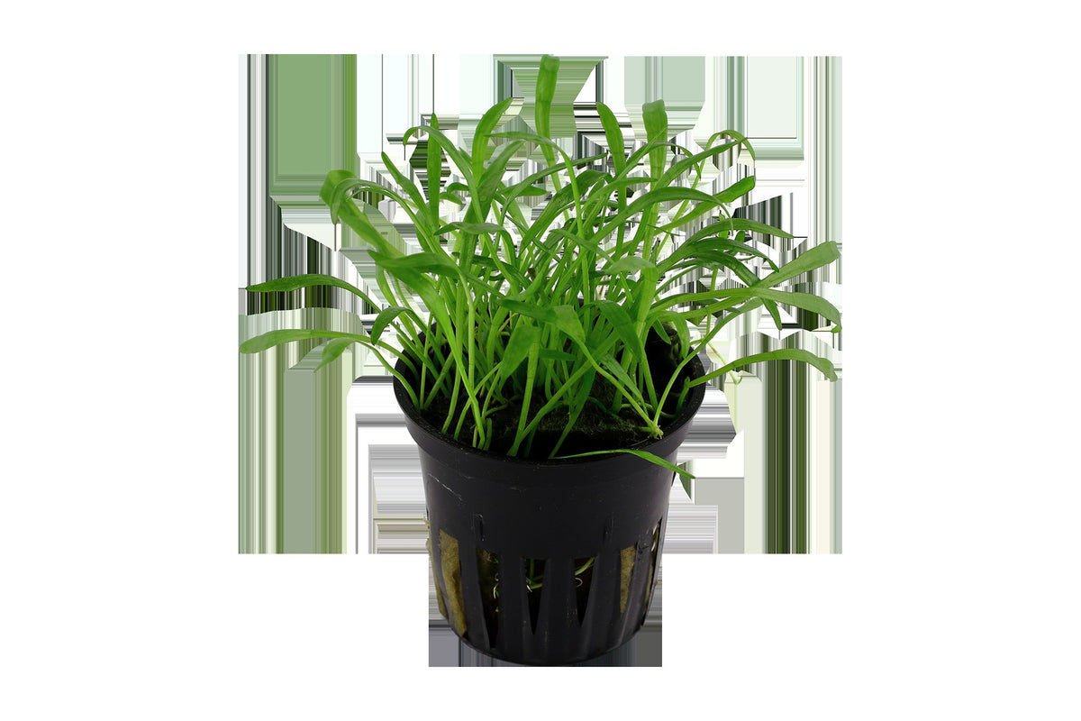 Lilaeopsis brasiliensis — Potted