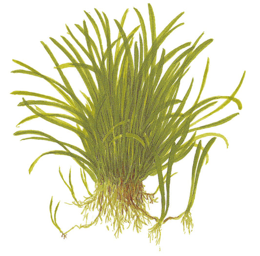 Lilaeopsis brasiliensis — Potted